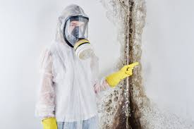 Best Emergency Mold Remediation  in Mango, FL